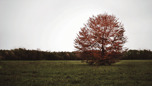 ecfbc23cf651f12df8b8e93d3ac16e0e.gif