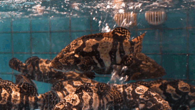 df85e5ce7fe53377f95c0e6672ef281a.gif