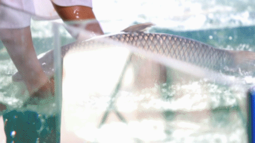 2317c411ac9e0e90f52cf08cfd26b353.gif
